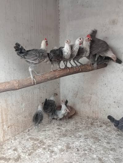 egyptian feyomi Chick's