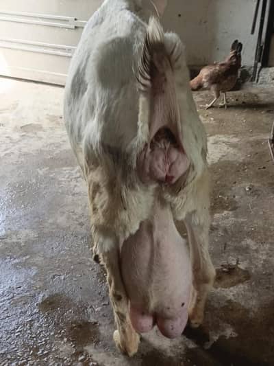 bakri ka doodh for sale