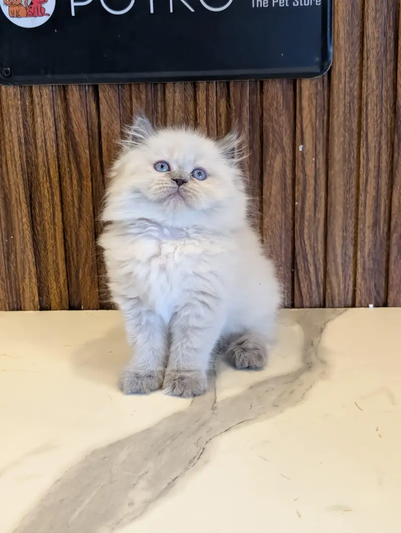 home delivery parshion punch face kitten available