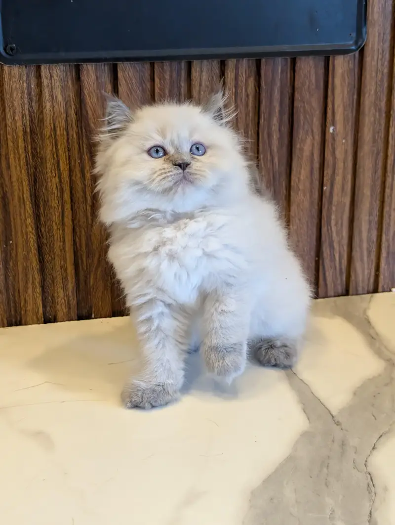 home delivery parshion punch face kitten available — photo 3