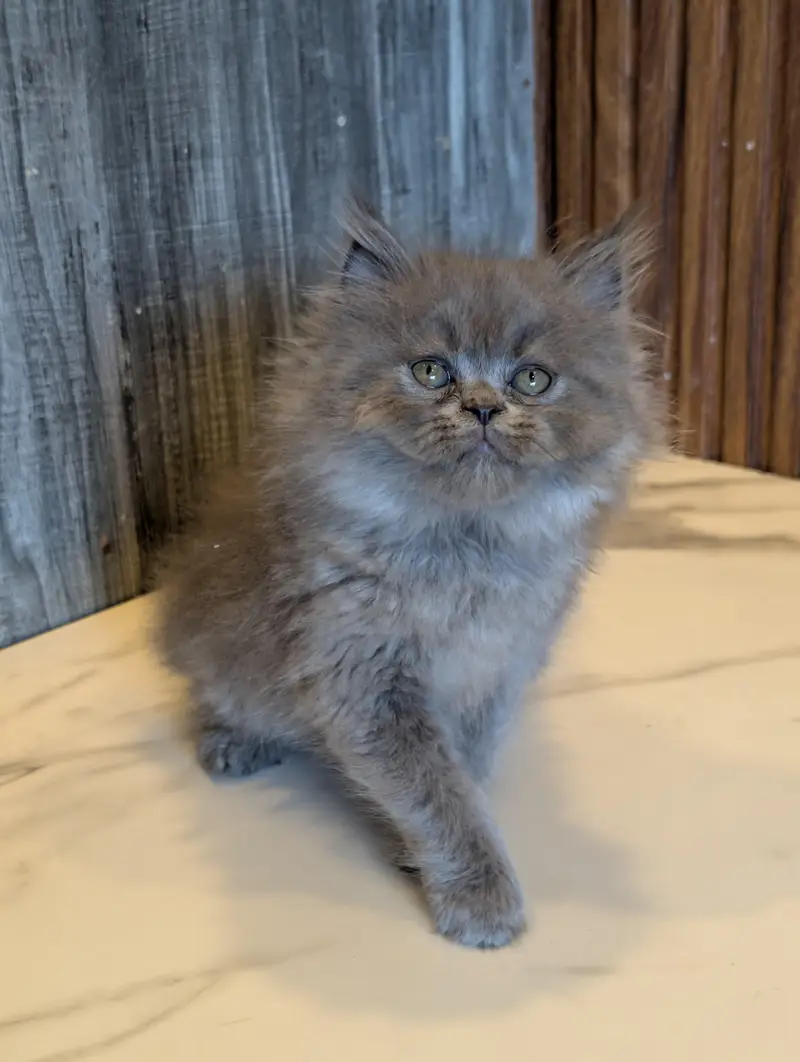 home delivery parshion punch face kitten available — photo 6