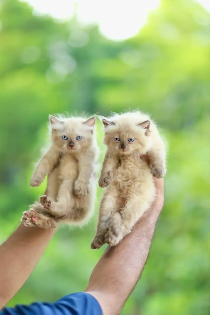 home delivery parshion punch face kitten available — photo 8