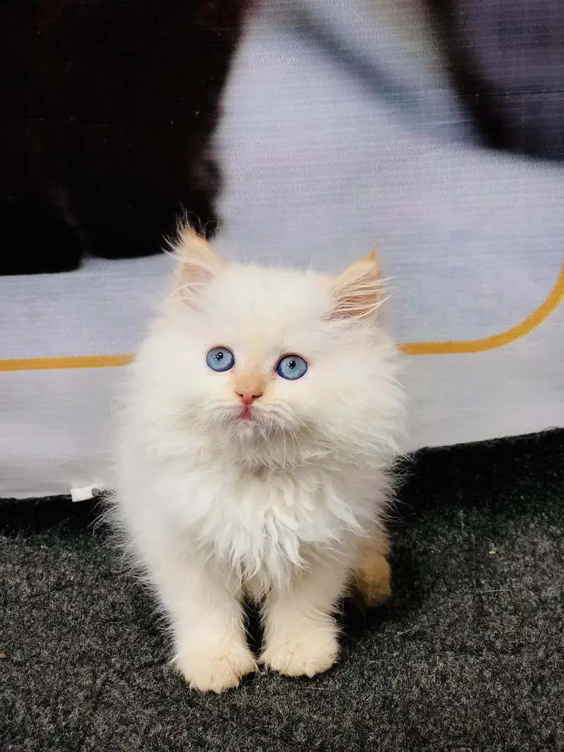 home delivery parshion punch face kitten available — photo 10
