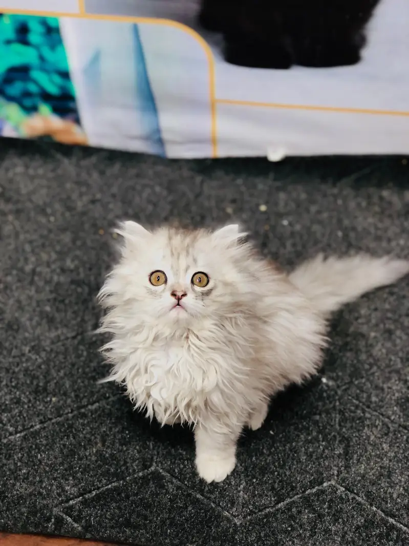 home delivery parshion punch face kitten available — photo 11