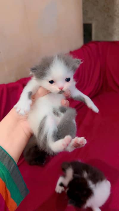 Persian kitten