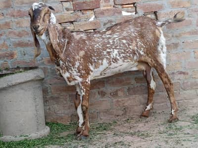 pure makhi chenii breed