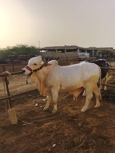 2 Dant Pure Cholistani bull