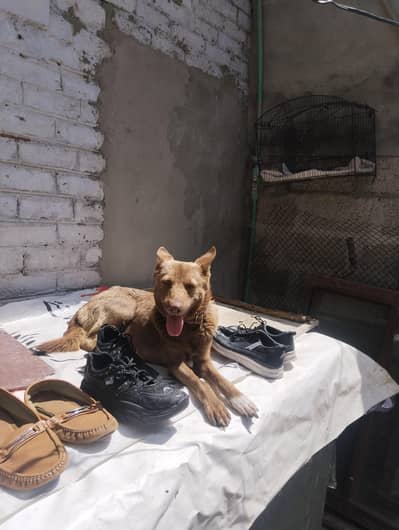two puppies for sell