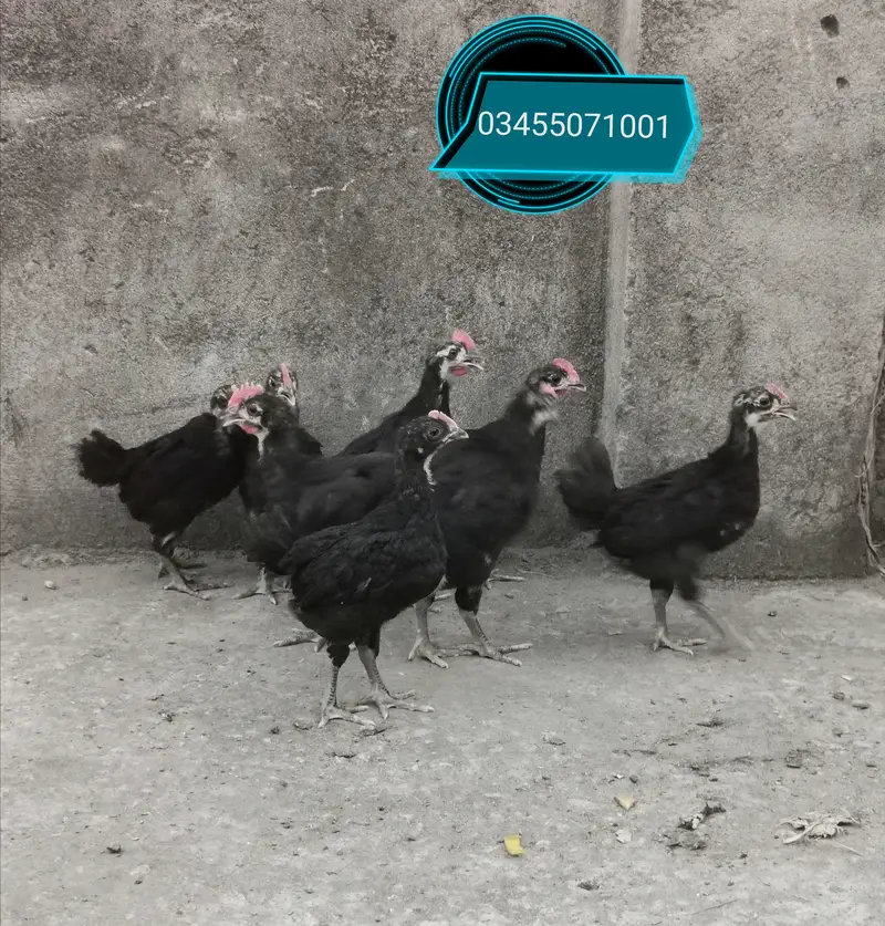 Pure Mianwali aseel hens and astrolorp chicks — photo 9