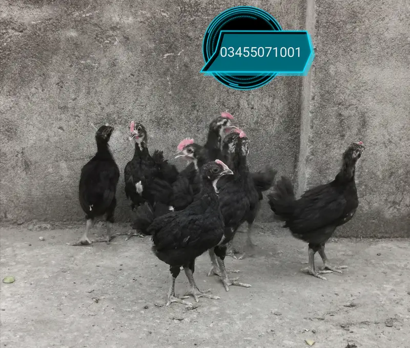 Pure Mianwali aseel hens and astrolorp chicks — photo 10