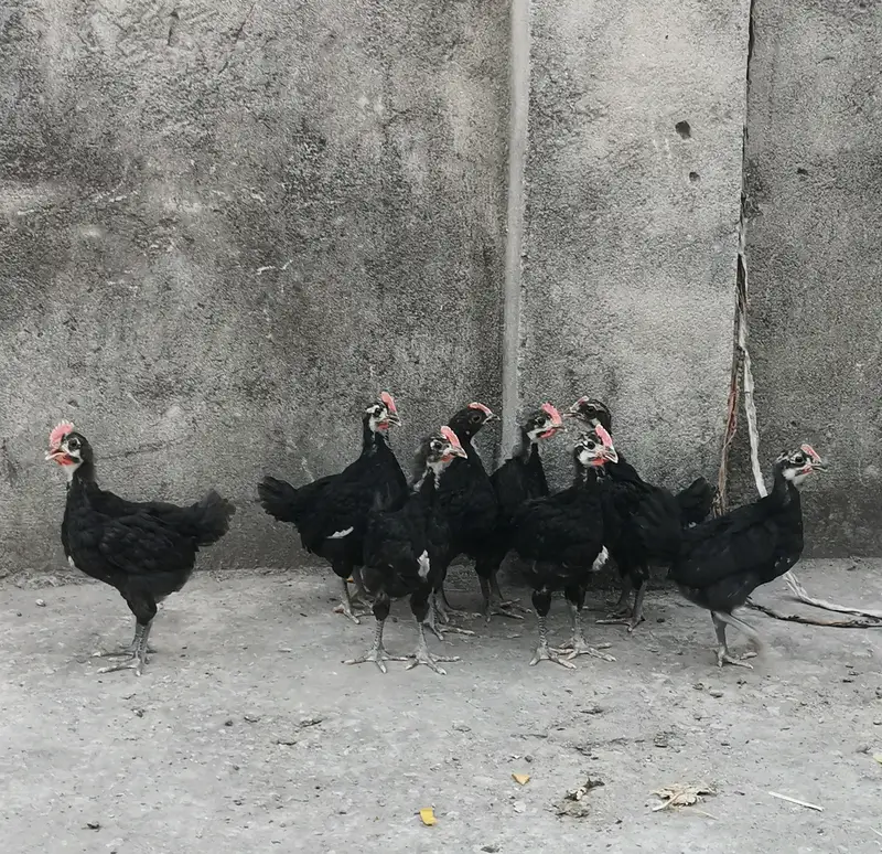 Pure Mianwali aseel hens and astrolorp chicks — photo 3