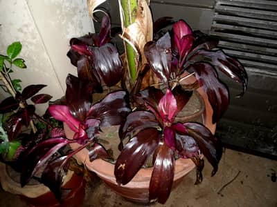 Plants with planters of my home