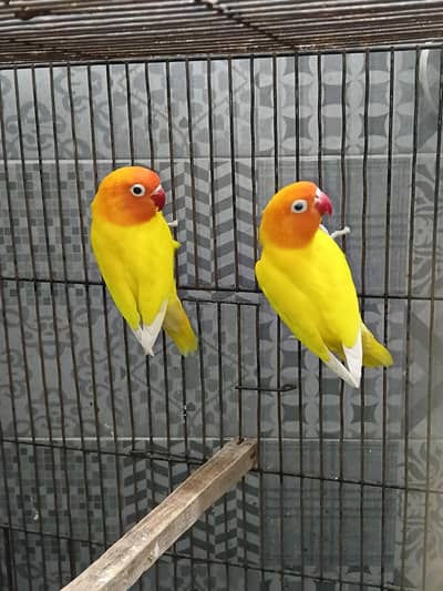 Love birds breeder pairs