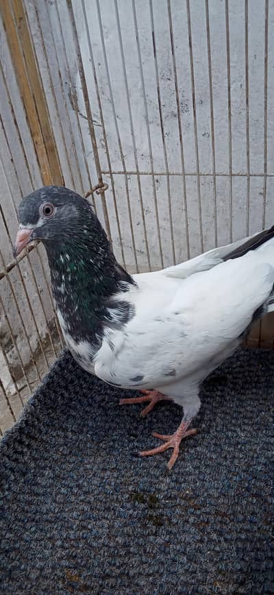 Teddy cross,Ram pari, Silkoti mix