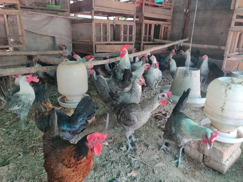 RiR Chickens And آسٹریلورپ مرغیاں برائے فروخت 03219442750 — photo 2