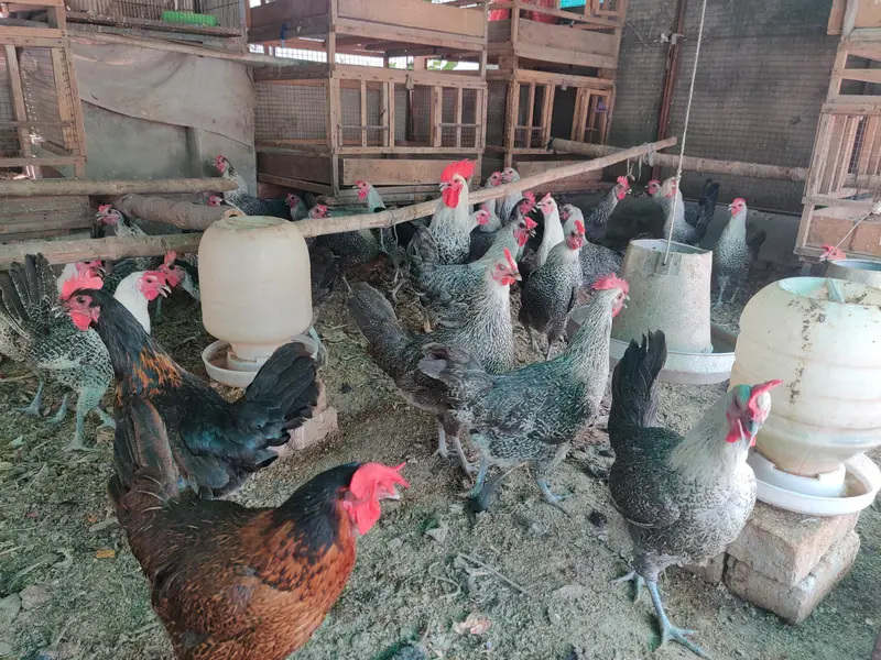 RiR Chickens And آسٹریلورپ مرغیاں برائے فروخت 03219442750 — photo 3