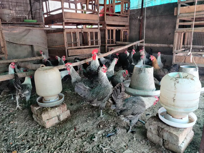 RiR Chickens And آسٹریلورپ مرغیاں برائے فروخت 03219442750 — photo 4