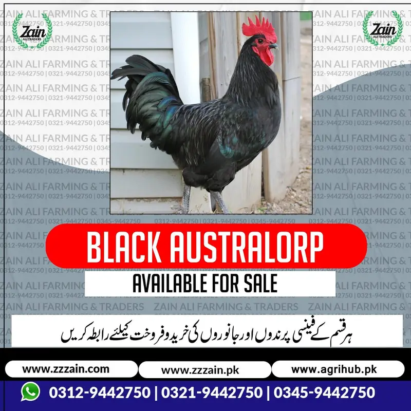 RiR Chickens And آسٹریلورپ مرغیاں برائے فروخت 03219442750 — photo 5