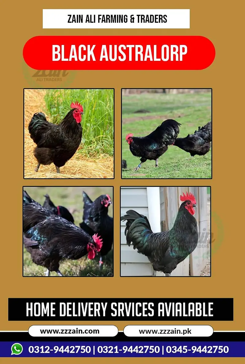 RiR Chickens And آسٹریلورپ مرغیاں برائے فروخت 03219442750 — photo 6