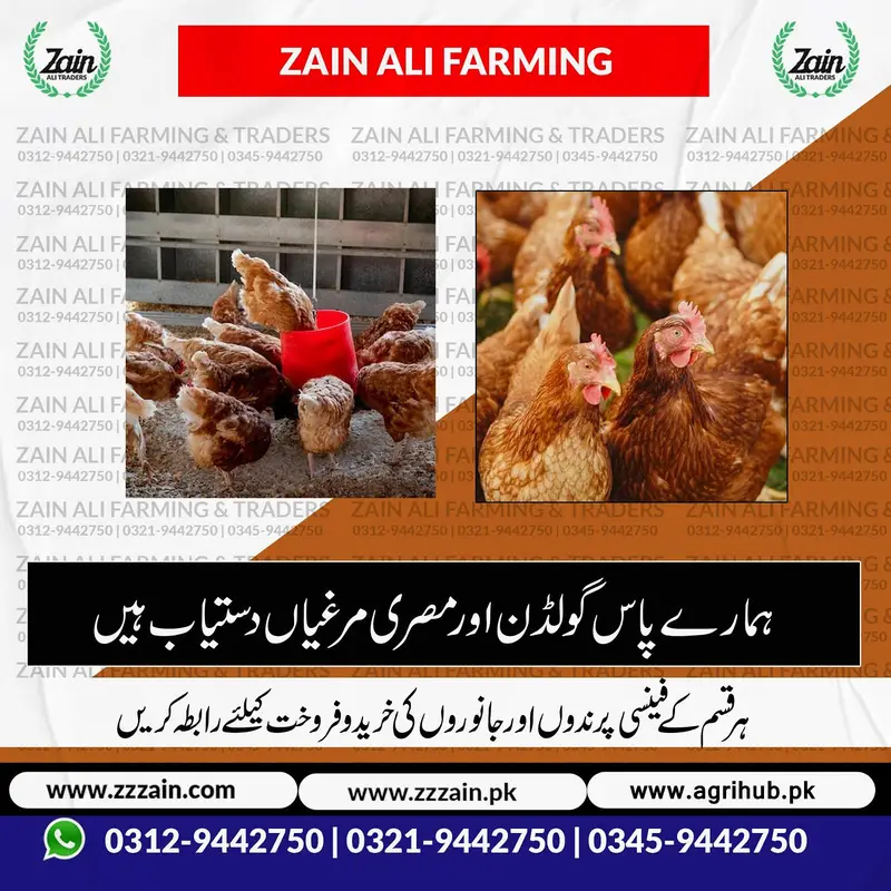 RiR Chickens And آسٹریلورپ مرغیاں برائے فروخت 03219442750 — photo 7