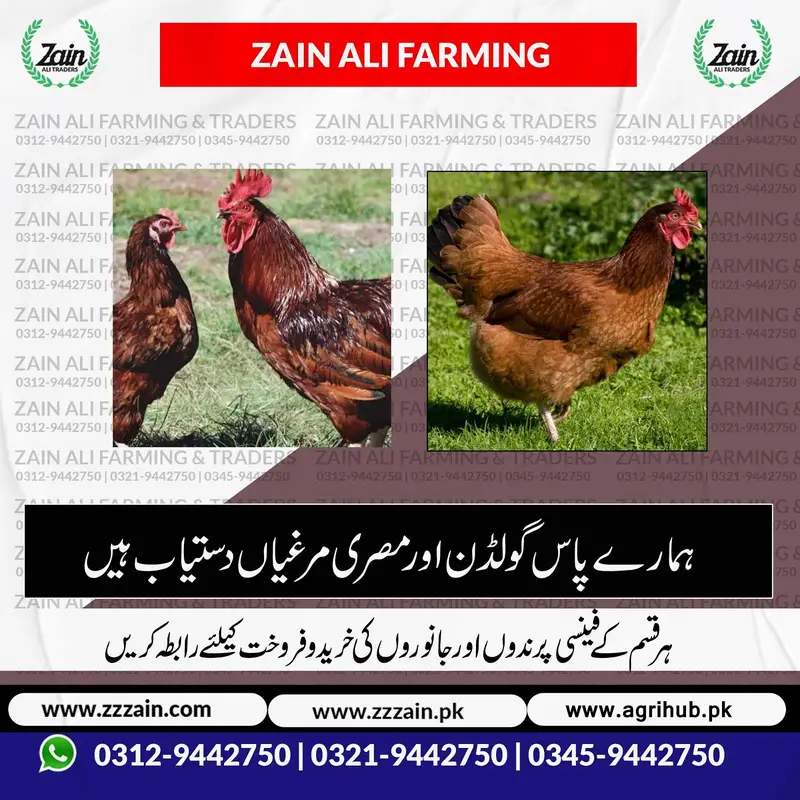 RiR Chickens And آسٹریلورپ مرغیاں برائے فروخت 03219442750 — photo 8