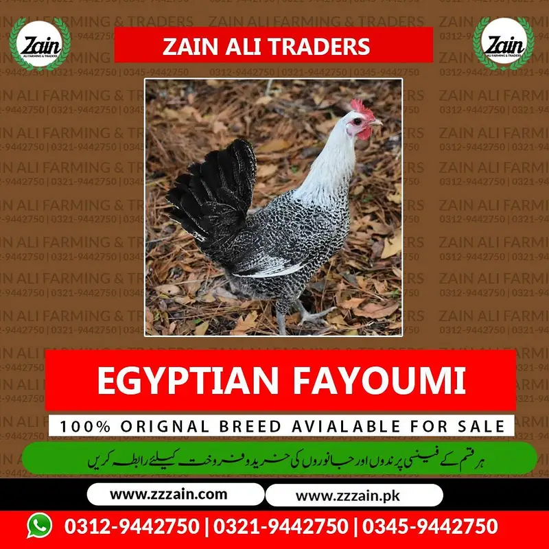 RiR Chickens And آسٹریلورپ مرغیاں برائے فروخت 03219442750 — photo 9