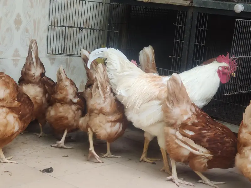 RiR Chickens And آسٹریلورپ مرغیاں برائے فروخت 03219442750 — photo 10
