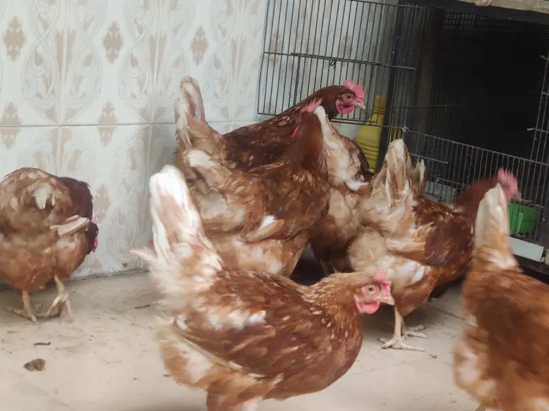 RiR Chickens And آسٹریلورپ مرغیاں برائے فروخت 03219442750 — photo 11