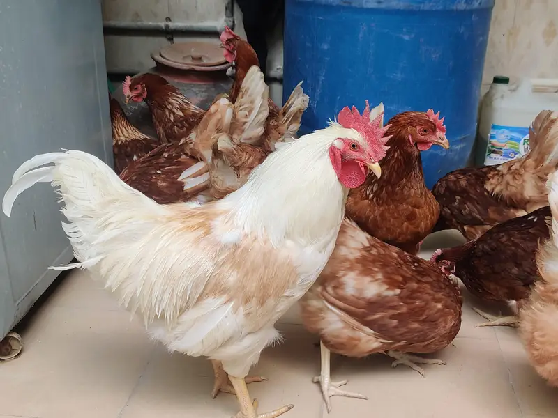 RiR Chickens And آسٹریلورپ مرغیاں برائے فروخت 03219442750 — photo 12