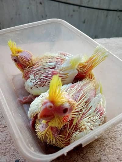 cocktail chicksI'm
