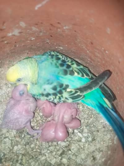 buggies breeder pair urgent sale 03494742946