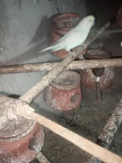 buggies breeder pair urgent sale 03494742946