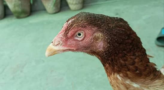 Pakistani aseel murgi for sale