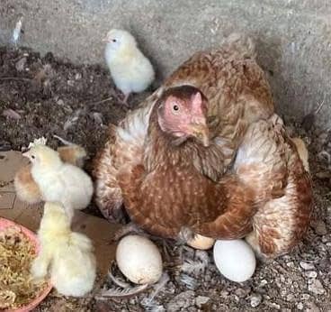 aseel hen with 9 chicks 0