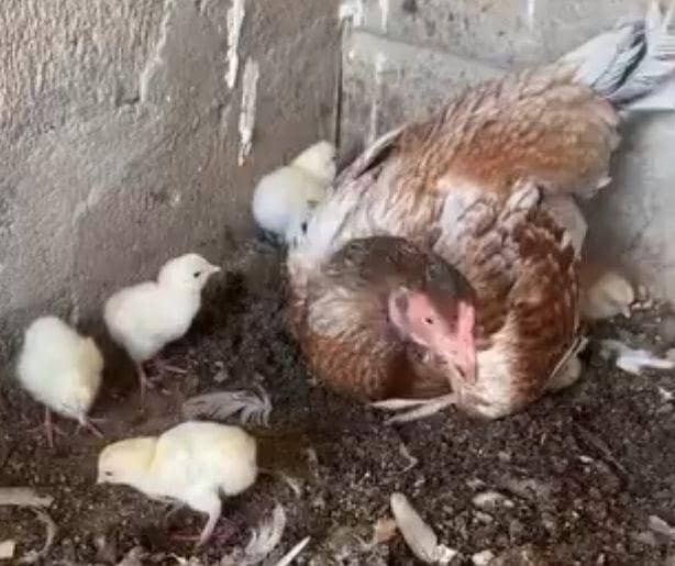 aseel hen with 9 chicks 1