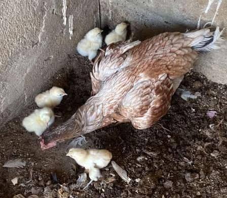 aseel hen with 9 chicks 2