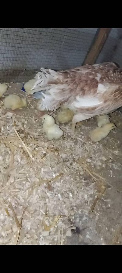 Laal Chena chicks PAIR for Sale
