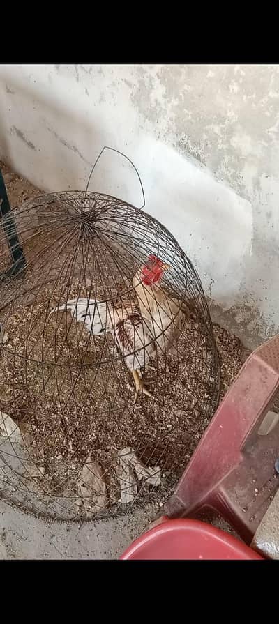 Laal Chena chicks PAIR for Sale