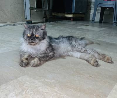 Persian cat ( colour grey )  ( age 8month ) yellow eyes double coat