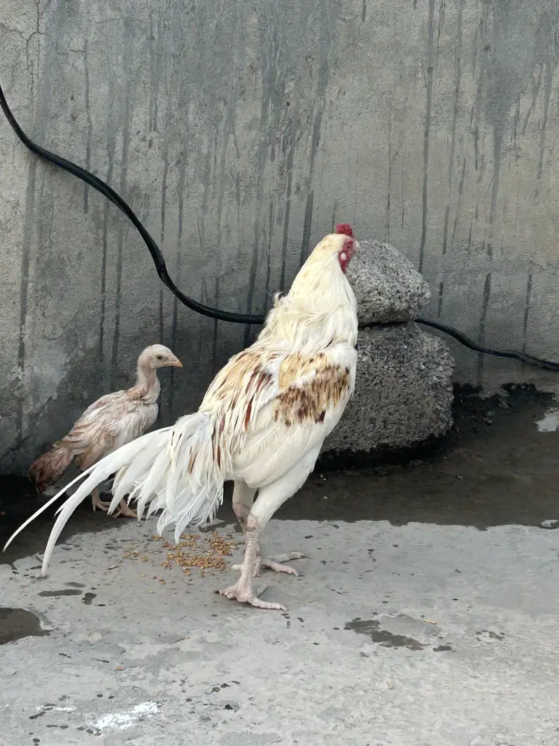 White aseel