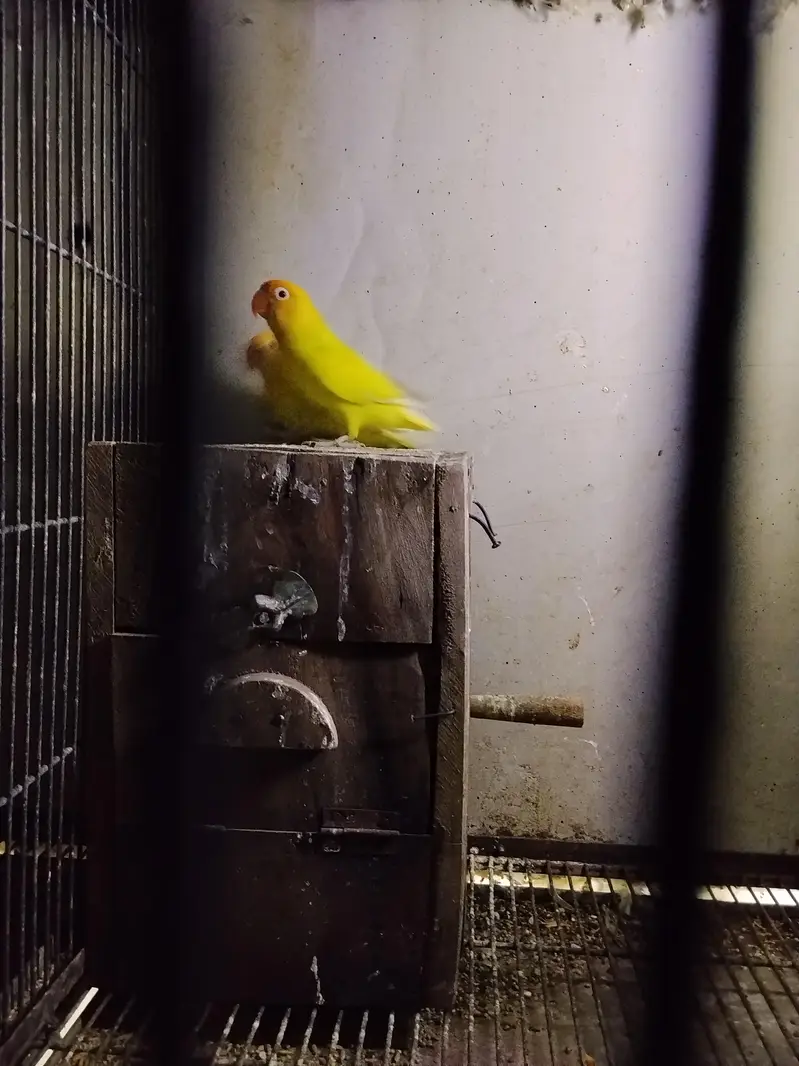 cremeno Albino red eyes — photo 2