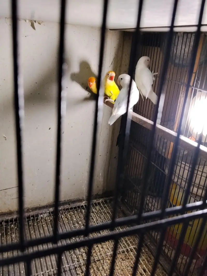 cremeno Albino red eyes — photo 3