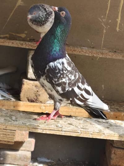2 tasveer wali female qasori male aik golden male kamagr male