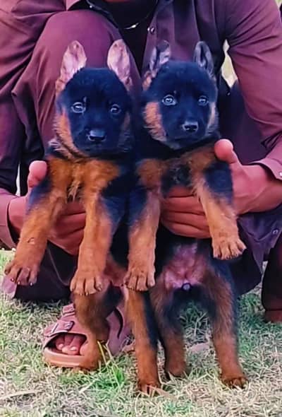 German Shepherd, long coat, Jolly 2 month for sale