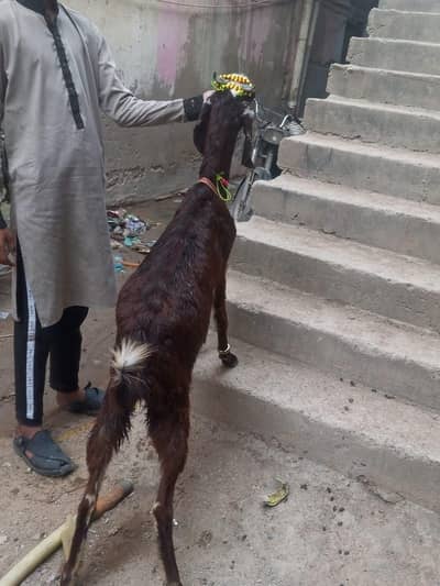 Ghar ki bakri 4 daant for sale