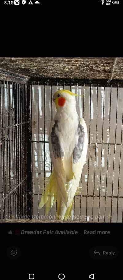 Cockatiels Eno Breeder Pair