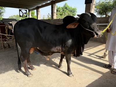 Wacha For Qurbani