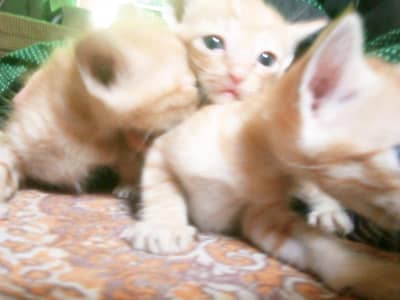 kittens for sale/200