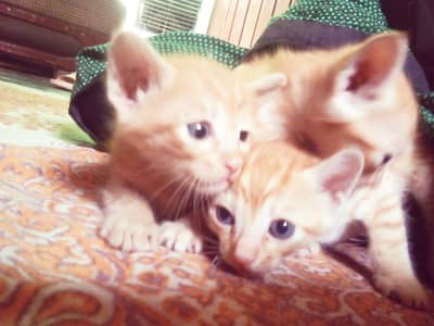 kittens for sale/200
