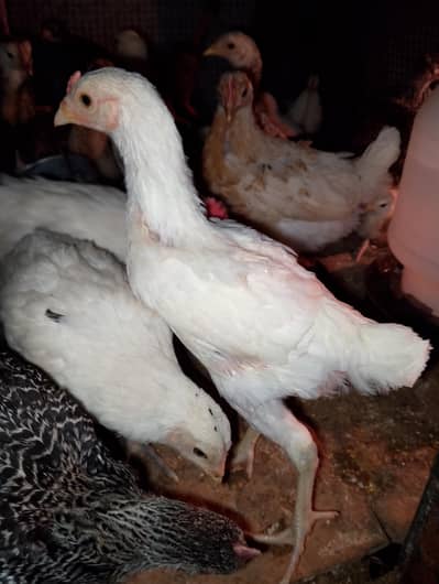 Desi chicks for sale